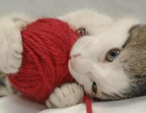 codes error rcsdassk