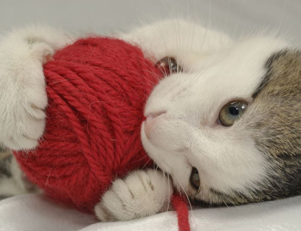 codes error rcsdassk