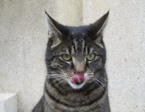 gaming vivid2201 patches