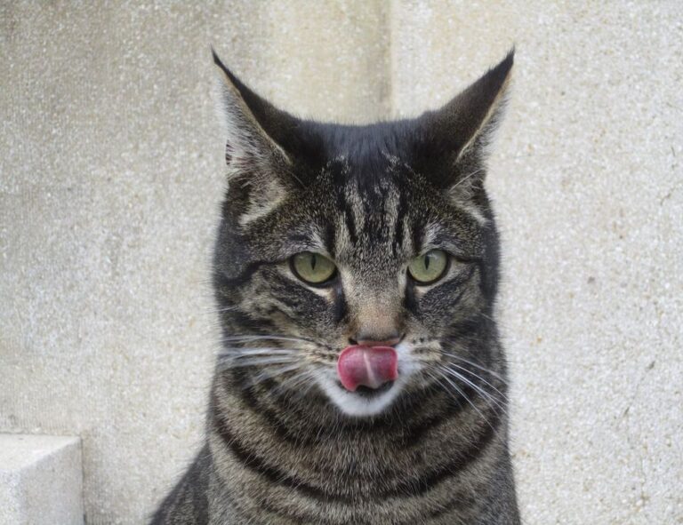 gaming vivid2201 patches