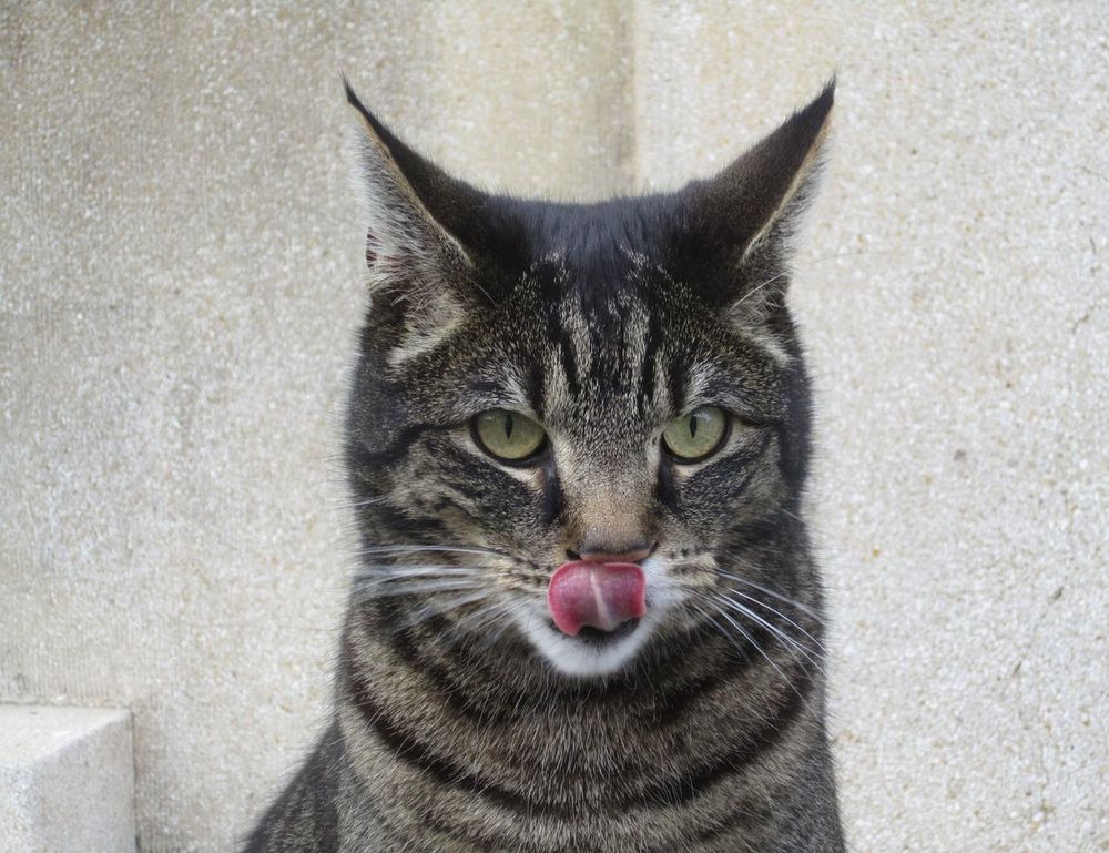 gaming vivid2201 patches