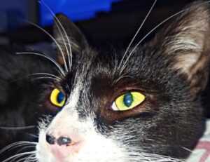 how to install scookiepad