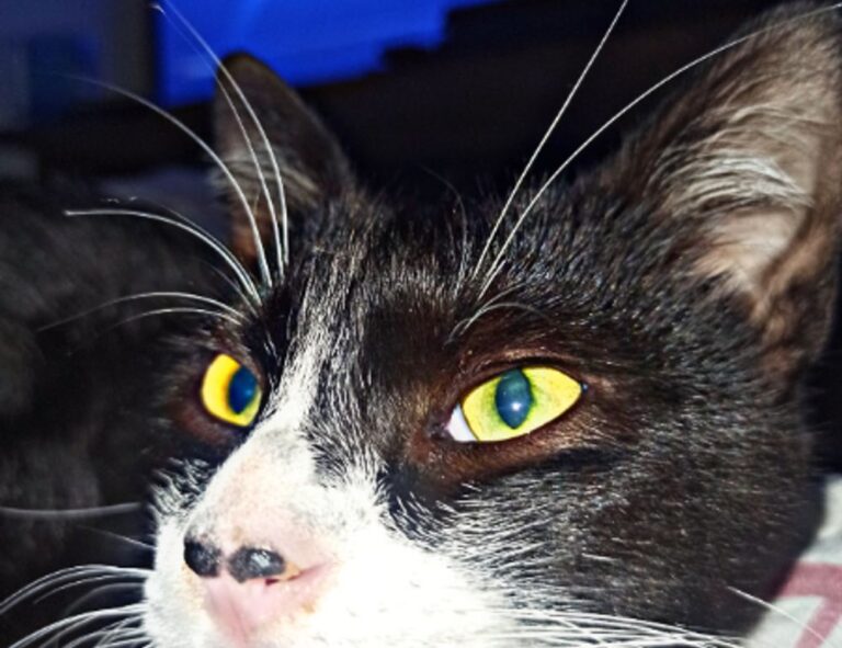 how to install scookiepad