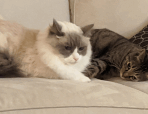 how to set up scookiepad