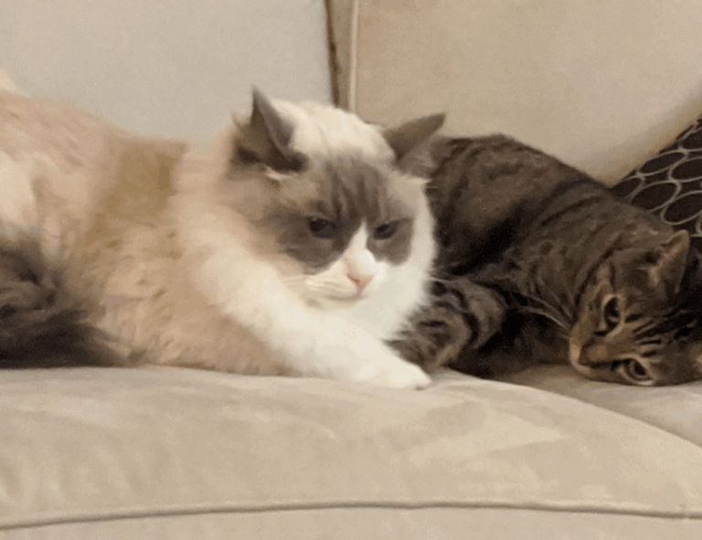 how to set up scookiepad