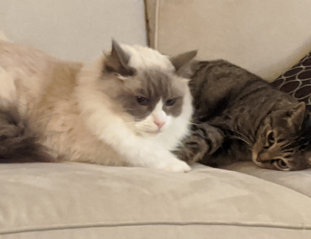 how to set up scookiepad