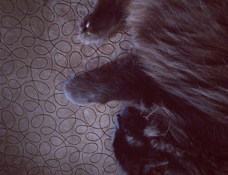 new updates scookiepad