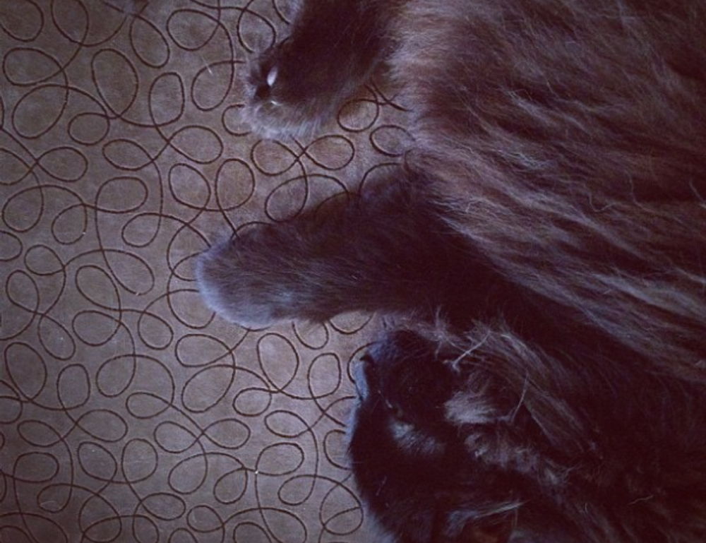 new updates scookiepad