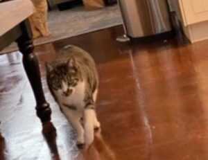 scookiepad updates by simcookie