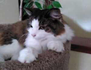 software error rcsdassk