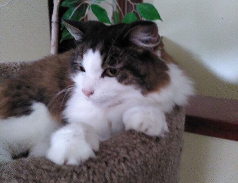 software error rcsdassk