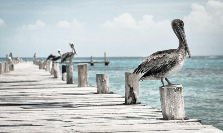 upgrade oxzep7 python