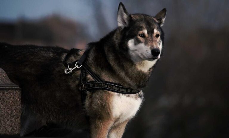 ways to use uhoebeans software