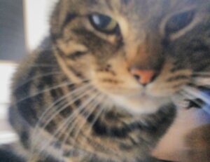 zenvekeypo4 software