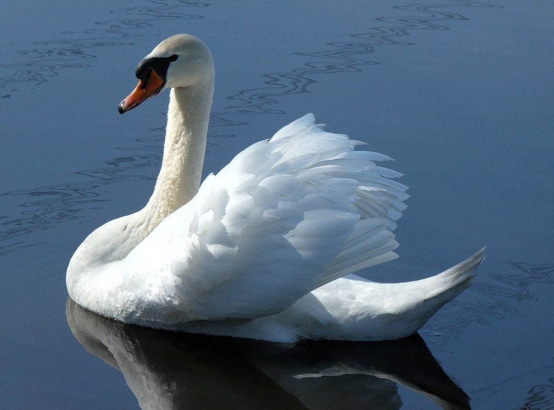 Which Game Engine Should I Use Tportgametek