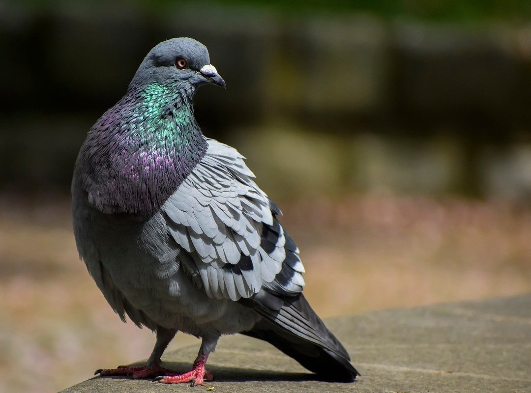 What Sets Us Apart from Other Download Options