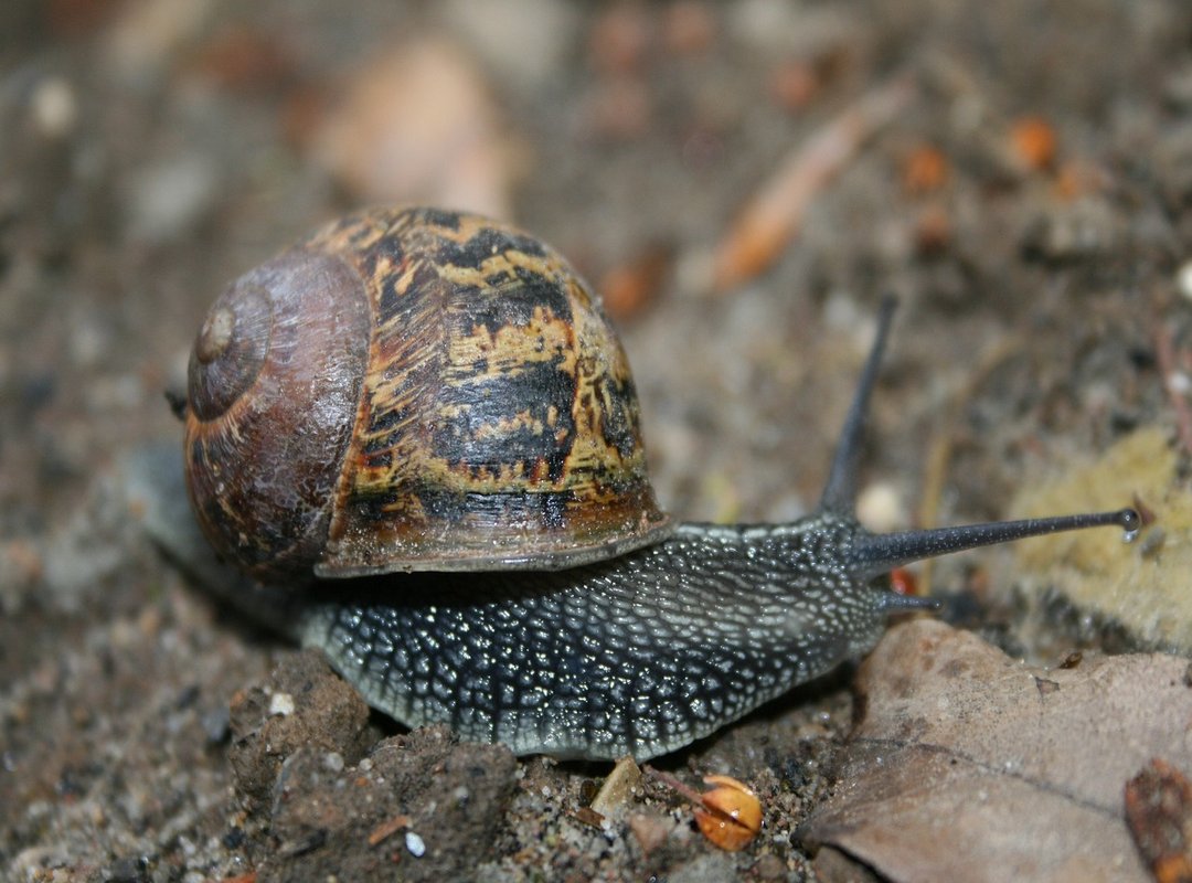 How to Get Started with FCG AIRA